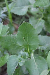 Caucasalia parviflora