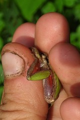 Hyperolius kivuensis