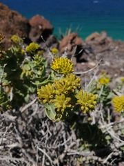 Coulterella capitata
