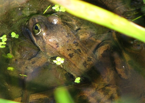 Oregon Spotted Frog