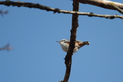 Sitta europaea europaea