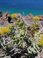 Coulterella capitata