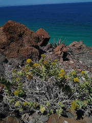 Coulterella capitata