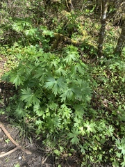 Delphinium trolliifolium