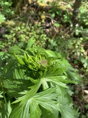 Delphinium trolliifolium