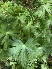 Delphinium trolliifolium