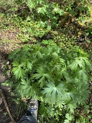 Delphinium trolliifolium