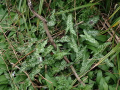 Arum italicum italicum