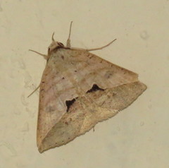 Dierna patibulum