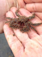 Hapalogaster mertensii