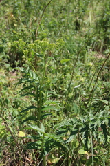 Jacobaea othonnae