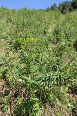 Jacobaea othonnae