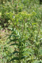 Jacobaea othonnae