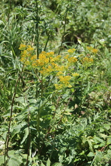 Jacobaea othonnae