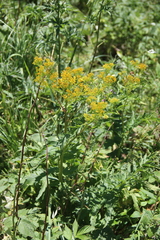 Jacobaea othonnae