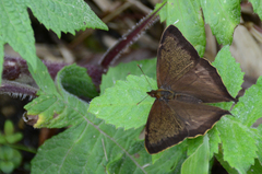 Charaxinae