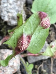 Puccinia lapsanae