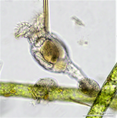 Philodina megalotrocha