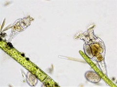 Philodina megalotrocha