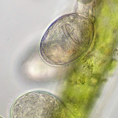 Philodina megalotrocha