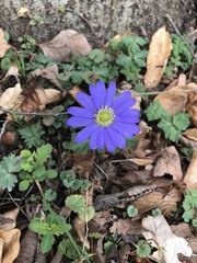 Anemonoides apennina