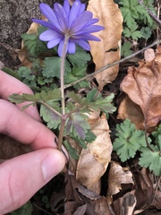 Anemonoides apennina