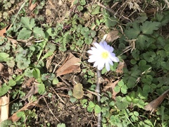 Anemonoides apennina