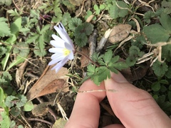 Anemonoides apennina