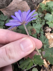 Anemonoides apennina