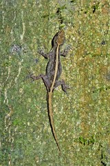 Ancylodactylus dickersonae
