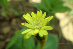 Gerbera piloselloides