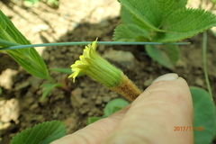 Gerbera piloselloides