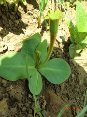 Gerbera piloselloides