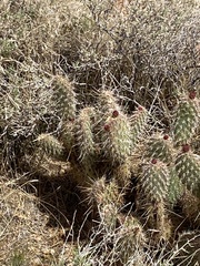 Opuntia