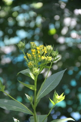 Senecio propinquus