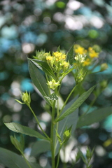 Senecio propinquus