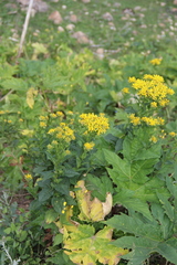 Senecio propinquus