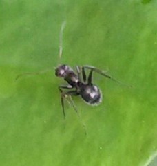 Formicidae
