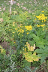 Senecio propinquus