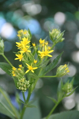 Senecio propinquus