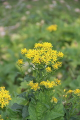 Senecio propinquus