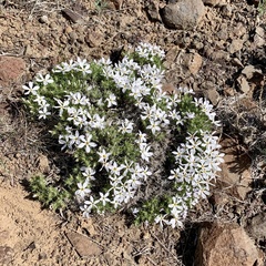 Phlox hoodii
