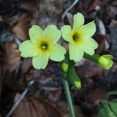 Primula elatior