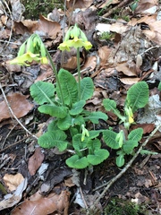 Primula elatior
