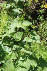 Caucasalia macrophylla