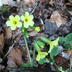 Primula elatior