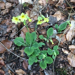 Primula elatior
