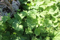 Caucasalia macrophylla