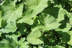 Caucasalia macrophylla