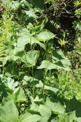 Caucasalia macrophylla